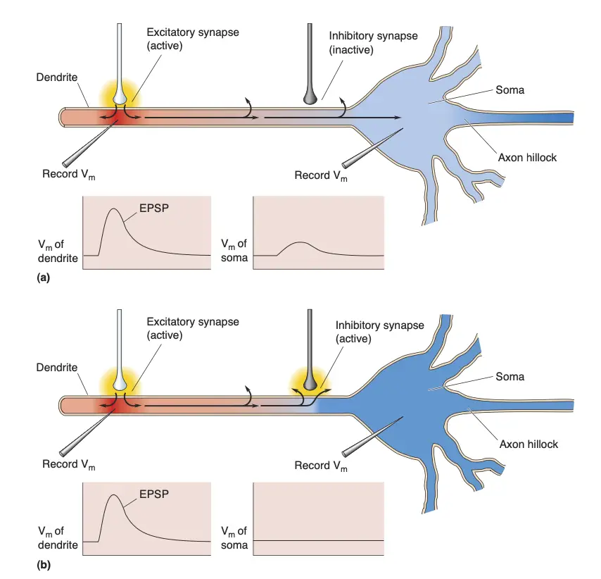 Shunting inhibition