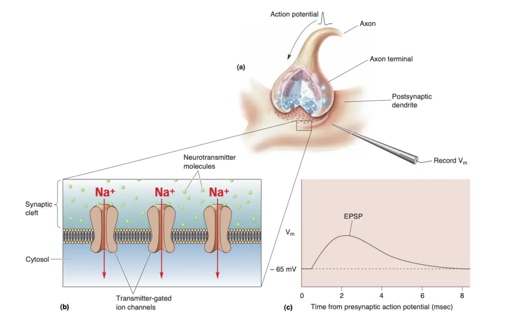 The generation of an EPSP. 