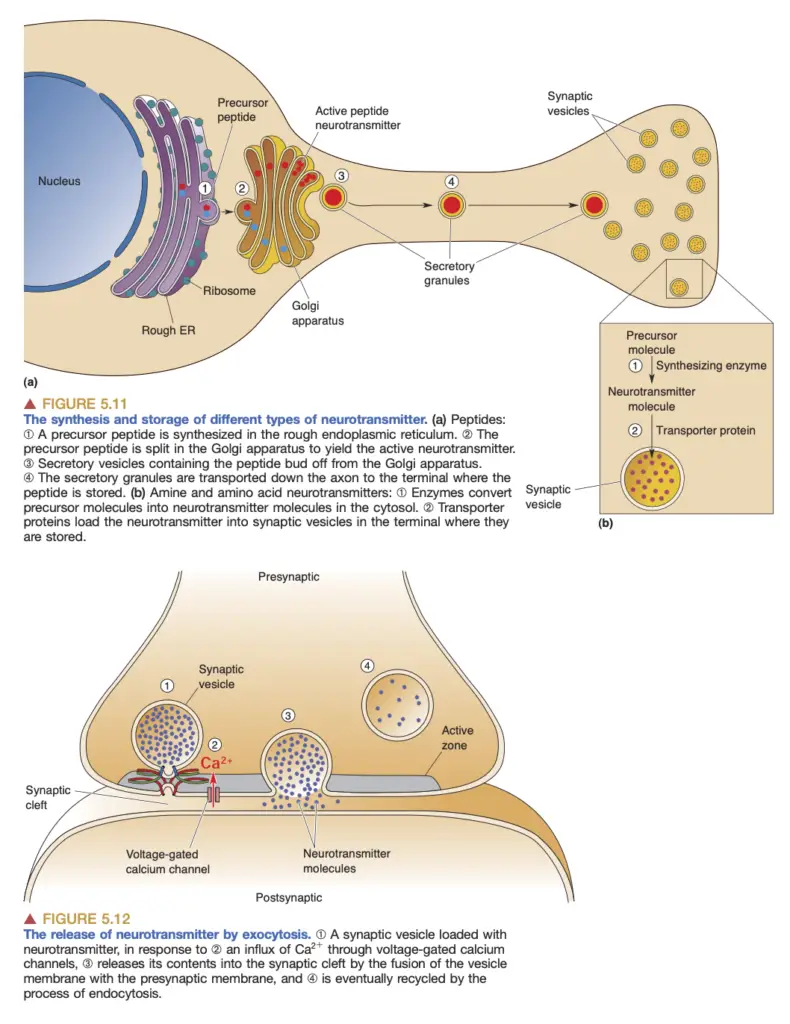 Principles of chemical synaptic transmission