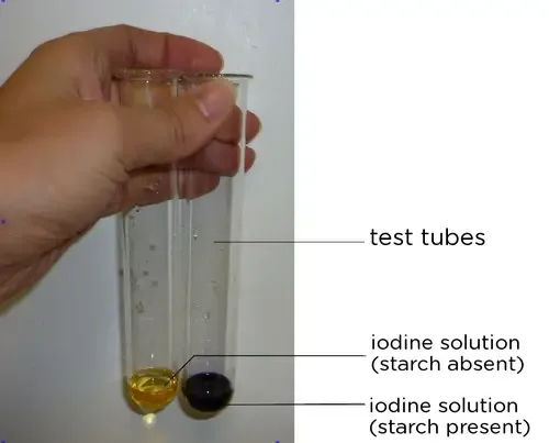 Result and Interpretation of Iodine Test
