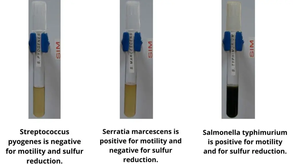 Expected Results of Sulfur Reduction Test Before the Kovac’s reagent has been added
