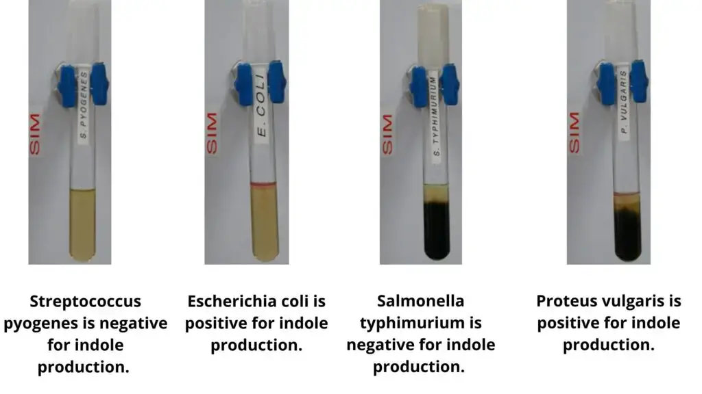 Expected Results of Sulfur Reduction Test With the Kovac’s reagent added
