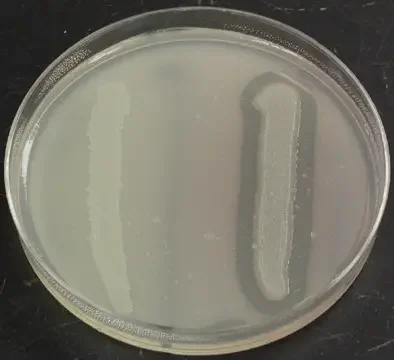 The Salmonella typhimurium on the left is negative for lipase production. | The Pseudomonas aeruginosa on the right is positive for lipase production, as evidenced by the clearing surrounding the growth.