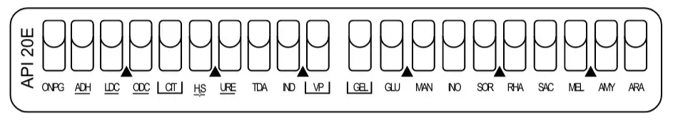 API (Analytical Profile Index) 20E Test Result, Principle, Procedure 1 API (Analytical Profile Index) Test