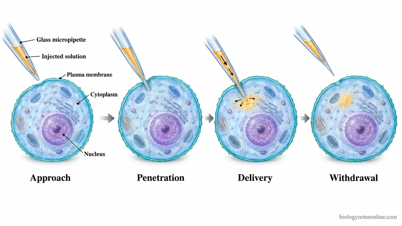 Four stages of microinjection showing a glass micropipette approaching a cell, penetrating its membrane, releasing solution into the cytoplasm and withdrawing.