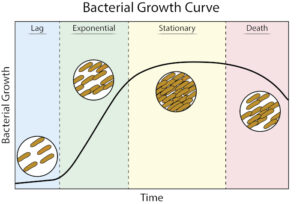Bacterial Growth Curve Protocol