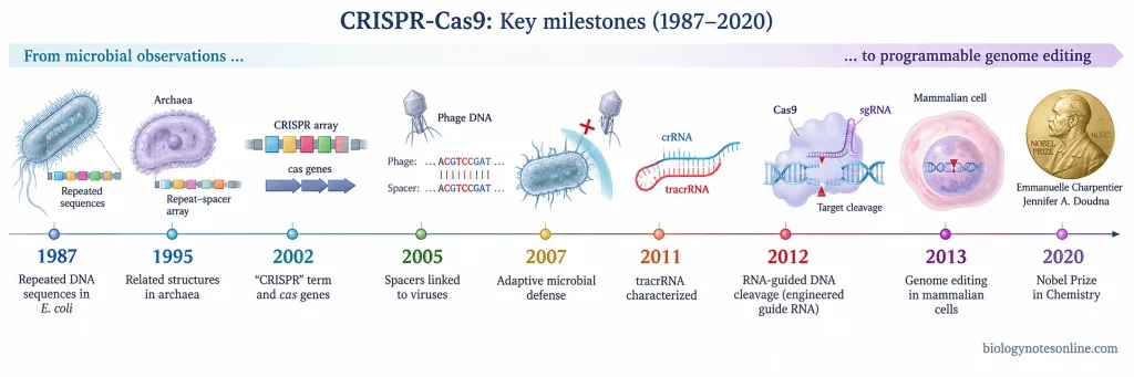 Timeline of CRISPR-Cas9 development from bacterial repeat sequences discovered in 1987 through programmable genome editing and the 2020 Nobel Prize.