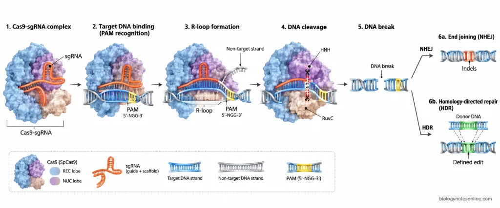 CRISPR-Cas9 mechanism showing guide RNA targeting, PAM recognition, R-loop formation, DNA cleavage, and repair by NHEJ or HDR.