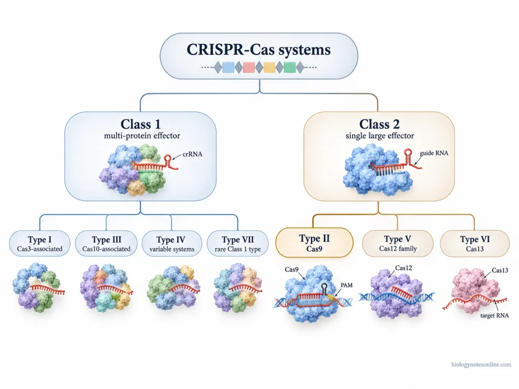 CRISPR-Cas classification showing Class 1 Types I, III, IV and VII and Class 2 Types II, V and VI, with Cas9 highlighted under Type II.