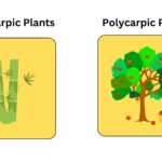 Difference between Monocarpic and Polycarpic Plants