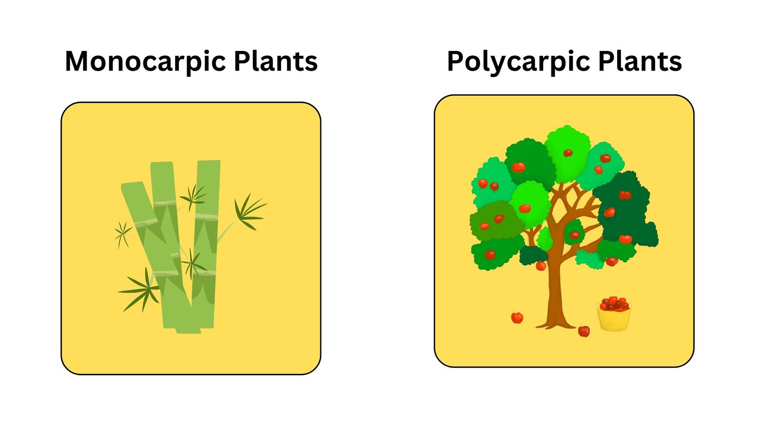 Difference between Monocarpic and Polycarpic Plants