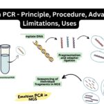 Emulsion PCR - Principle, Procedure, Advantages, Limitations, Uses