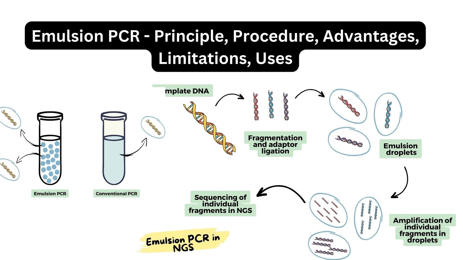 Emulsion PCR - Principle, Procedure, Advantages, Limitations, Uses