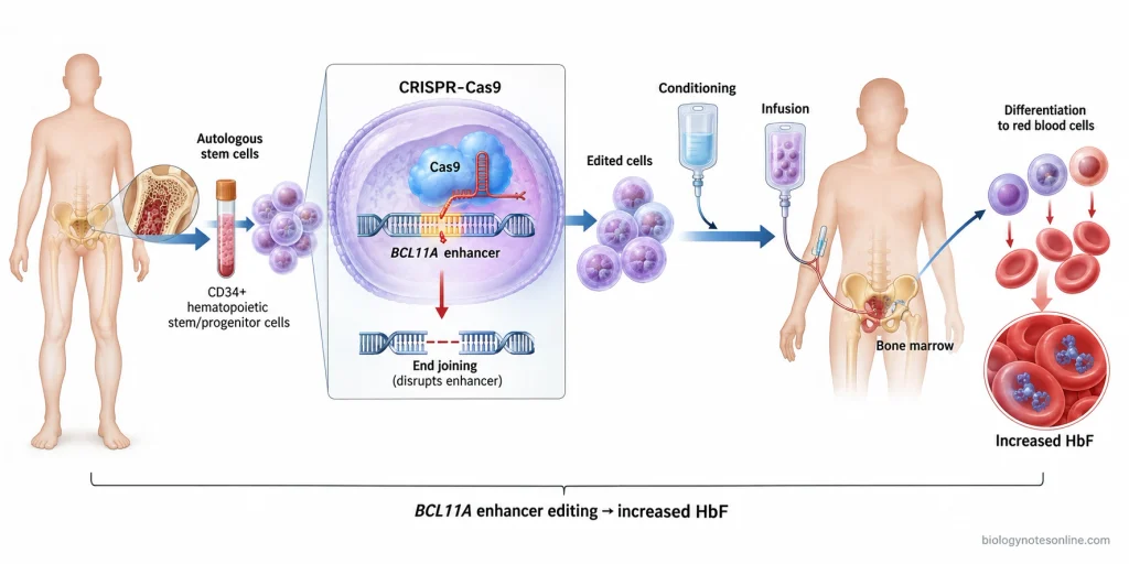 Ex vivo CRISPR-Cas9 therapy workflow showing autologous stem-cell collection, BCL11A enhancer editing, reinfusion, bone-marrow engraftment, and increased fetal hemoglobin.