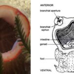 Herdmania - Characteristics, Anatomy (With Diagram), Nervous System