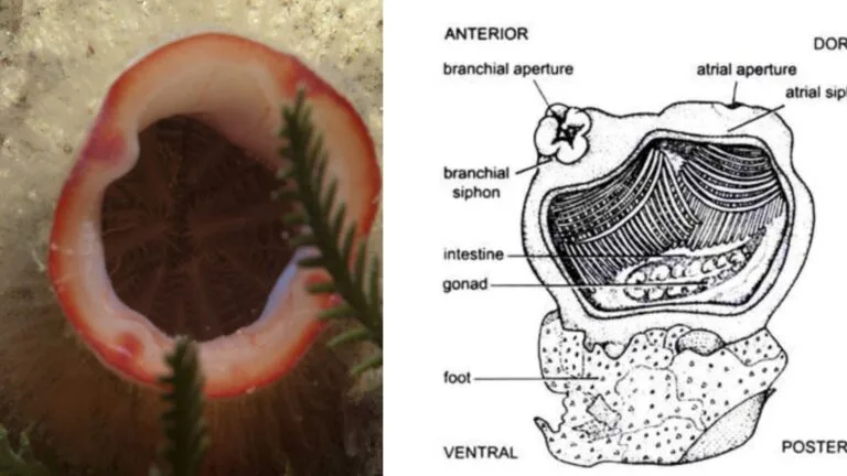 Herdmania - Characteristics, Anatomy (With Diagram), Nervous System
