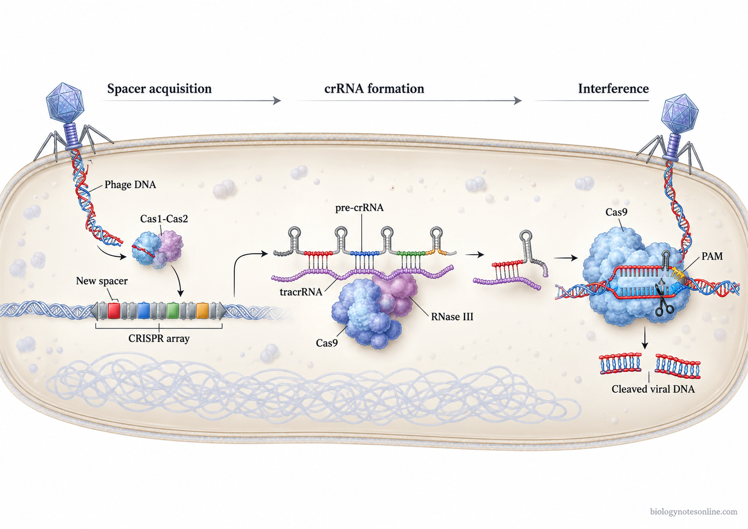 Type II CRISPR-Cas9 immunity showing viral spacer acquisition, CRISPR RNA processing, Cas9 targeting, and cleavage of matching phage DNA.