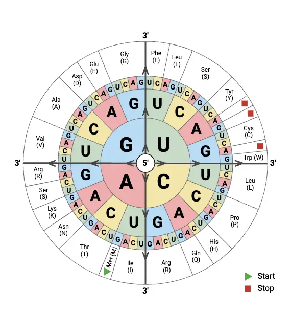 Amino Acids Codon Chart