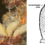 Sycon - Anatomy, Diagram, Habitat, Nutrition, Reproduction