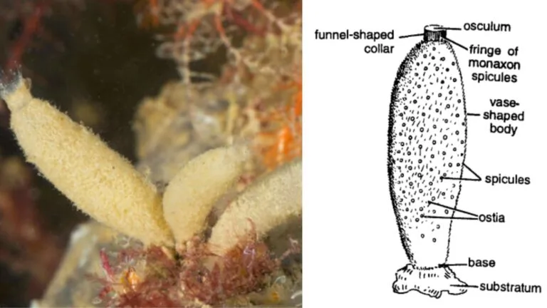 Sycon - Anatomy, Diagram, Habitat, Nutrition, Reproduction