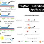 TaqMan - Definition, Principle, Applications