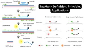 TaqMan Probe – Definition, Principle, Applications