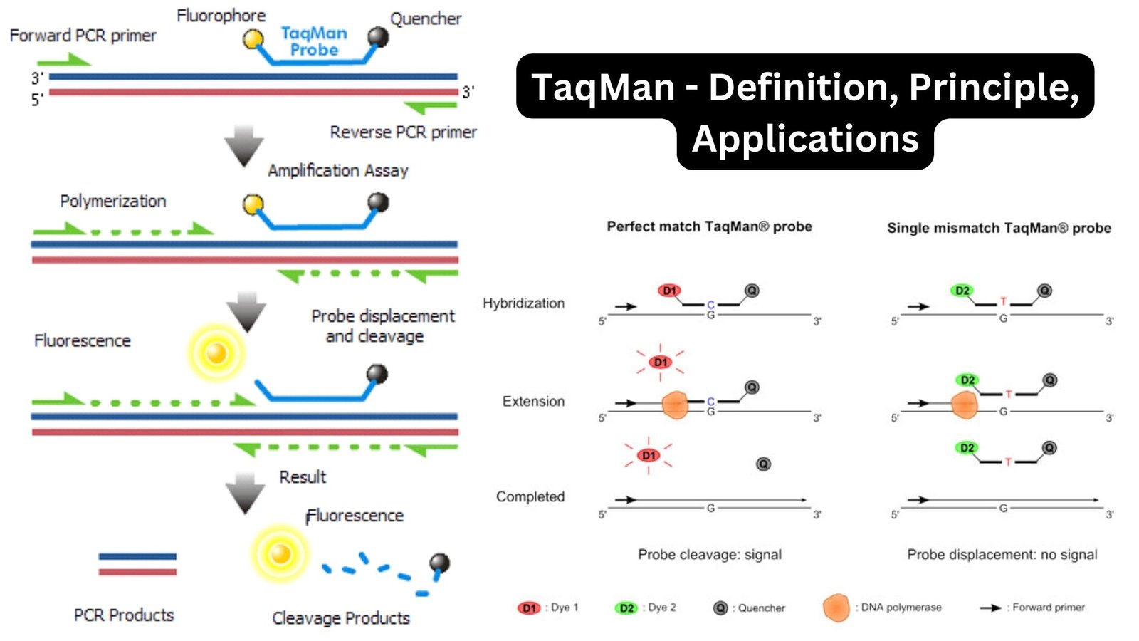TaqMan - Definition, Principle, Applications