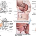 Urethra -Definition, Structure, Paint, Treatment, Functions