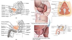 Urethra -Definition, Structure, Paint, Treatment, Functions