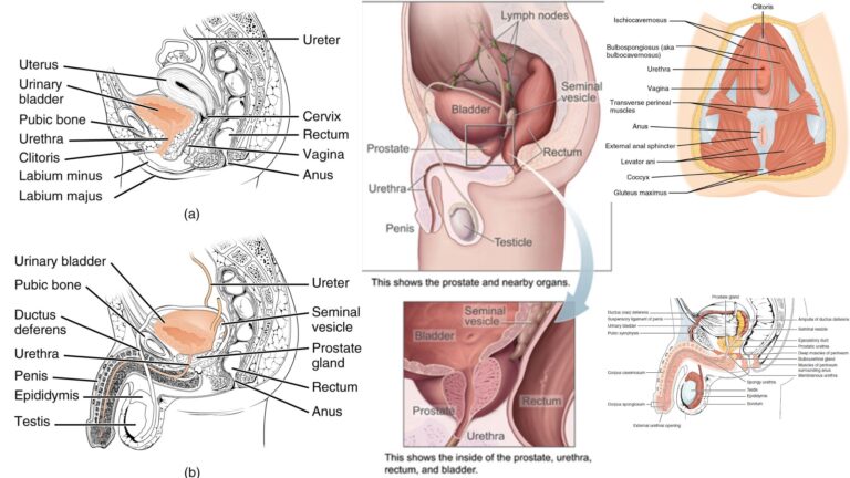 Urethra -Definition, Structure, Paint, Treatment, Functions