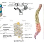 Vertebra - Definition, Structure, Development, Types