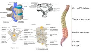 Vertebra – Definition, Structure, Development