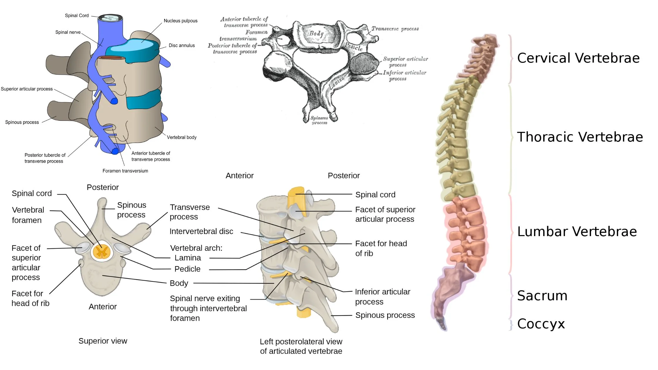 Vertebra - Definition, Structure, Development, Types