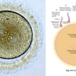 Zygote - Definition, Formation, Development, Example