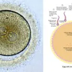 Zygote - Definition, Formation, Development, Example