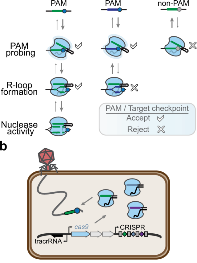 What is PAM Sequence (Protospacer adjacent motif)? Biology Notes Online