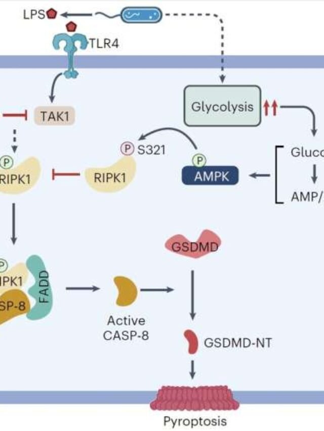 Scientists reveal molecular link between glucose sensing and pyroptosis cell death