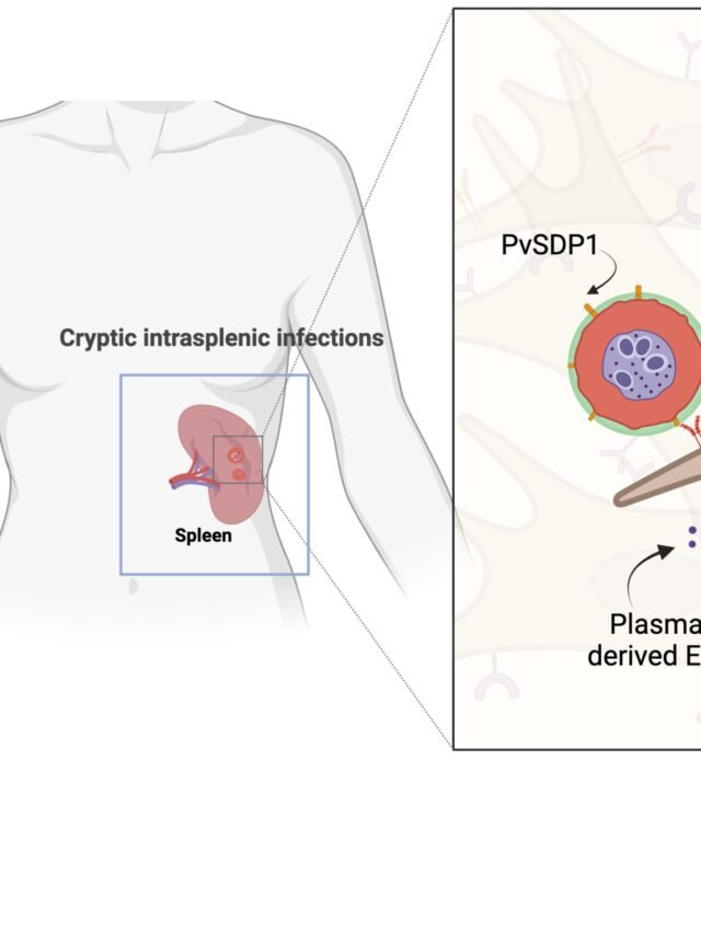 Scientists show the key role of spleen and extracellular vesicles in cryptic malaria infections