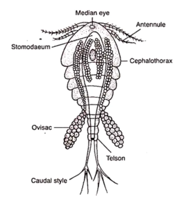 Cyclops - Habitat, Morphology, Life Cycle, Control, Importance 2 cyclops diagram