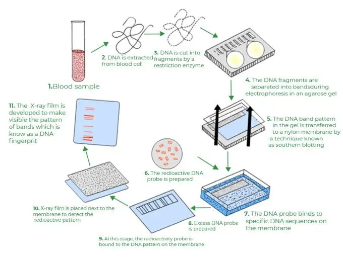 Simplified Process of DNA Fingerprinting
