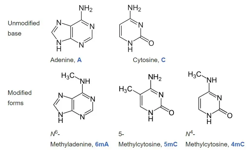 DNA Methylation