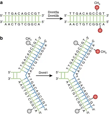 DNA methylation pathways – DNA methyltransferases (Dnmts) catalyze the transfer of a methyl group from S-adenyl methionine (SAM) to the fifth carbon of cytosine residue in order to form 5-methylcytosine (5mC). Dnmt3a and Dnmt3b are de novo Dnmts that transfer methyl groups (red) onto bare DNA. During replication, Dnmt1 maintains the DNA methylation pattern as the maintenance Dnmt. When DNA undergoes semiconservative replication, the progenitor DNA retains the original pattern of DNA methylation (gray). Dnmt1 associates with replication foci and replicates the original DNA methylation pattern precisely by adding methyl groups (red) to the newly formed daughter strand (blue). 