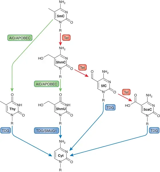 AID/APOBEC converts 5mC to thymine (Thy). Tet enzymes can facilitate the addition of a hydroxyl group to the methyl group of 5mC to generate 5-hydroxymethyl-cytosine (5hmC). Additionally, 5hmC can be chemically modified at two sites: the amine and hydroxymethyl groups. 5hmC can be deaminated by AID/APOBEC to yield 5-hydroxymethyl-uracil (5hmU). Tet can further oxidize (yellow) 5hmC to form 5-formyl-cytosine (5fC) and then 5-carboxy-cytosine (5caC) in another chemical pathway for 5hmC. Eventually, the products of each pathway—Thy, 5hmU, 5fC, and 5caC—are identified and cleaved off to be replaced by a bare cytosine mediated by TDG and/or SMUG1, both of which are components of the base excision repair pathway (red).