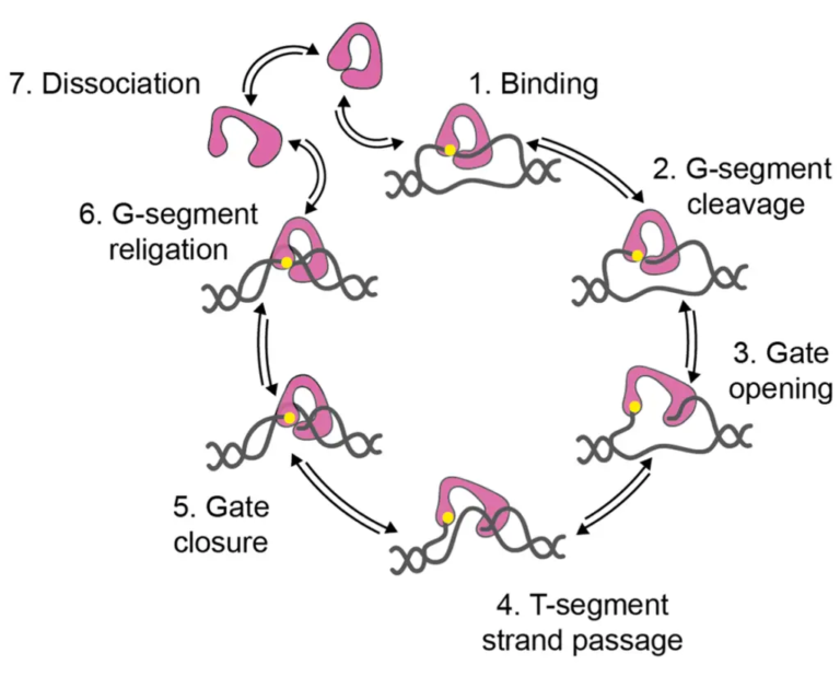 Topoisomerase - Definition, Structure, Types, Functions, Mechanism ...