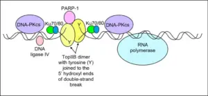 Topoisomerase - Definition, Structure, Types, Functions, Mechanism ...