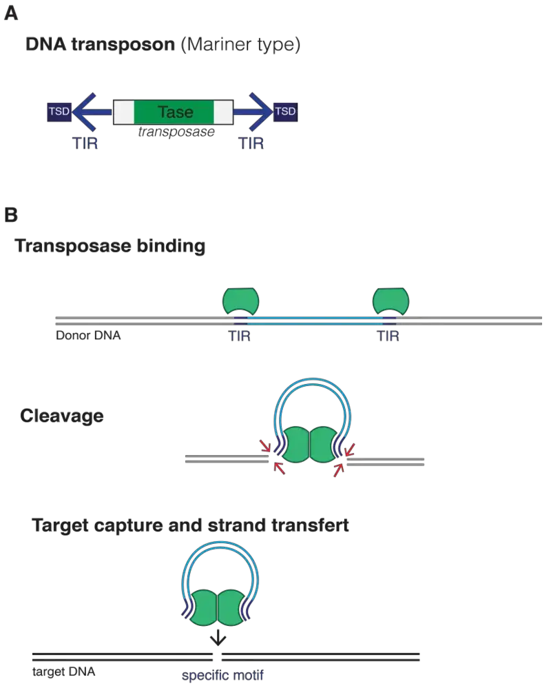 A. Structure of DNA transposons (Mariner type). Two inverted tandem repeats (TIR) flank the transposase gene. Two short tandem site duplications (TSD) are present on both sides of the insert. B. Mechanism of transposition: Two transposases recognize and bind to TIR sequences, join and promote DNA double-strand cleavage. The DNA-transposase complex then inserts its DNA cargo at specific DNA motifs elsewhere in the genome, creating short TSDs upon integration. | Mariuswalter, CC BY-SA 4.0, via Wikimedia Commons