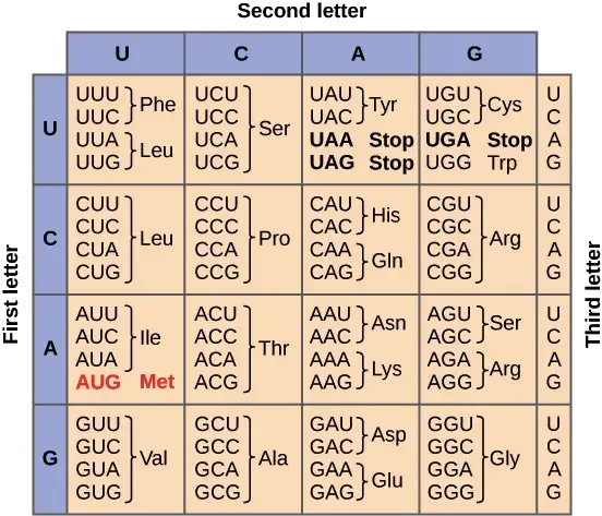 Codon Chart
