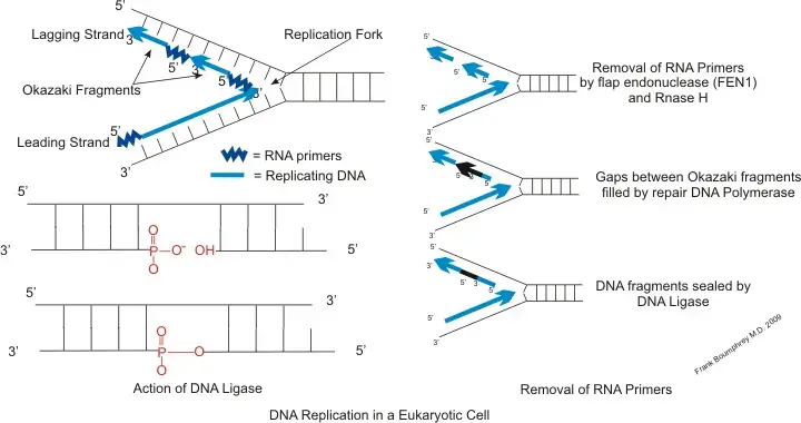 Primer binding site (RNA Primer)