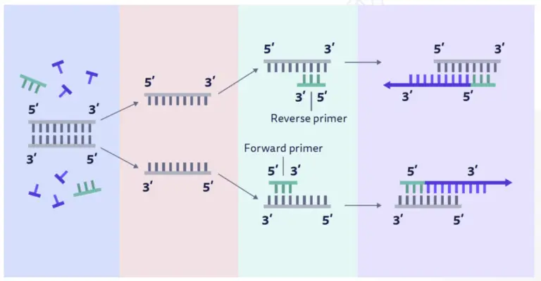 Primer - Definition, Primer Design, Types, Online Tools, Uses - Biology ...