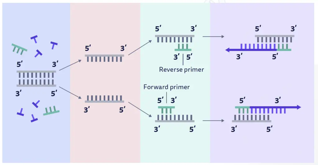 Forward and Reverse Primers